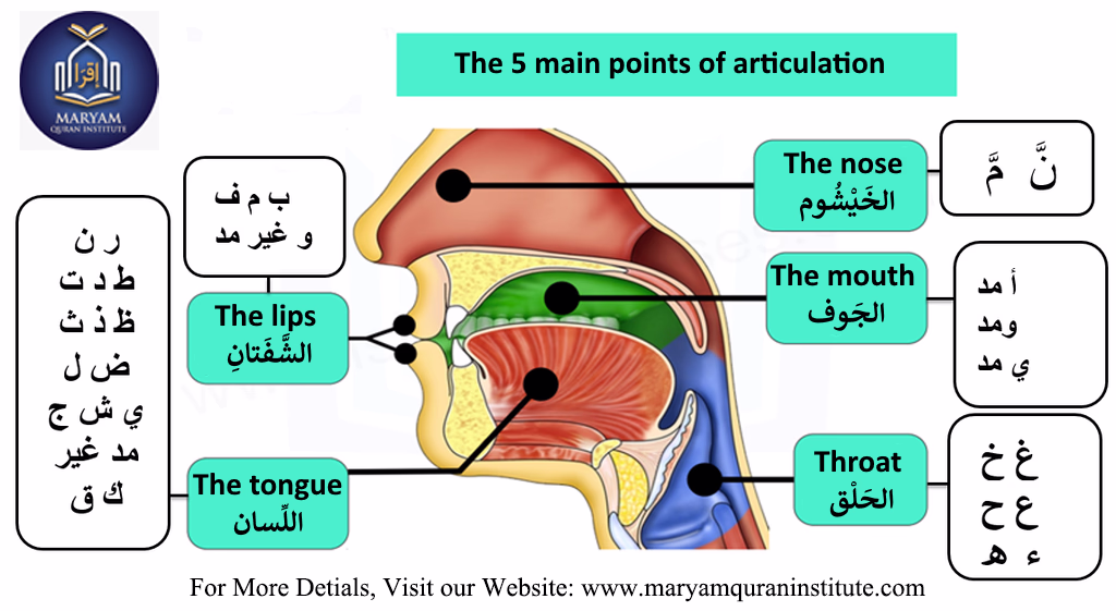 Best Online Tajweed Course from Maryam Quran Institute (MQI). Makharij: The 5 Articulation Points of Arabic Letters. 